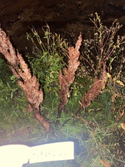 Caryophyllales