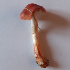 Leratiomyces ceres