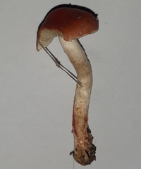 Leratiomyces ceres
