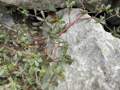 Portulaca oleracea