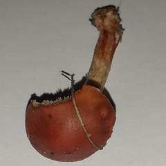 Leratiomyces ceres
