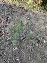 Artemisia californica