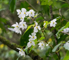 Begonia biserrata