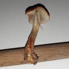 Leratiomyces ceres