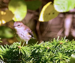 Setophaga coronata