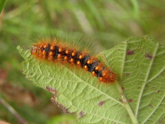 Acronicta auricoma