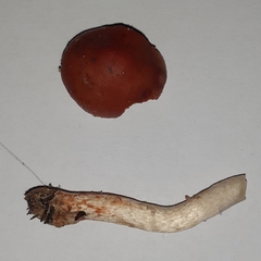 Leratiomyces ceres