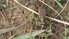 Cicindelinae