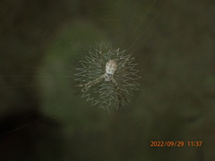 Argiope