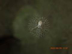 Argiope