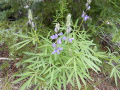 Lupinus covillei