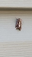 Spodoptera dolichos