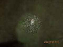 Argiope