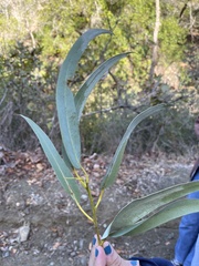 Eucalyptus globulus