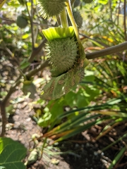 Datura innoxia