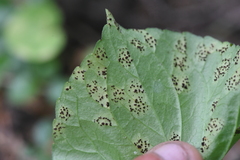 Puccinia violae