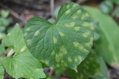 Puccinia violae
