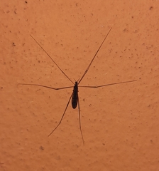 Amphineurus