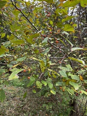 Celtis tenuifolia