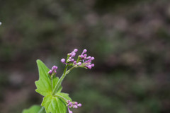 Valeriana urticifolia