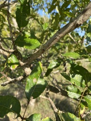 Zanthoxylum clava-herculis