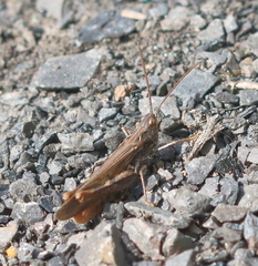Chorthippus brunneus