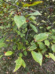 Celtis tenuifolia