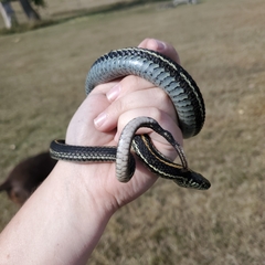 Thamnophis radix
