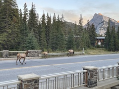 Cervus canadensis canadensis