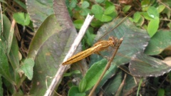 Crocothemis