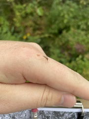 Coquillettidia perturbans