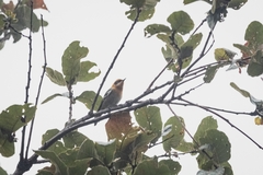 Peucedramus taeniatus