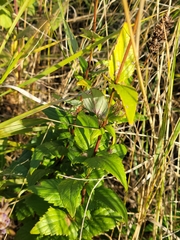Agastache foeniculum