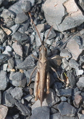 Chorthippus brunneus