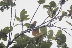 Peucedramus taeniatus
