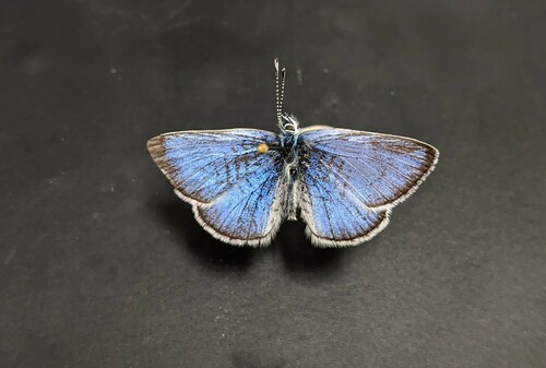 iNaturalist observation photo of Silvery Blue