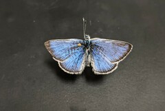 Glaucopsyche lygdamus