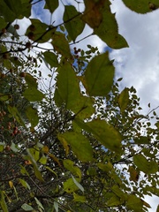 Celtis tenuifolia