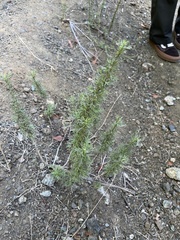Artemisia californica