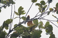 Peucedramus taeniatus