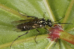 Pachyprotasis rapae