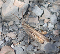 Chorthippus brunneus
