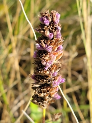 Agastache foeniculum