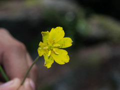 Calochortus venustulus