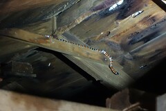 Lampropeltis multifasciata