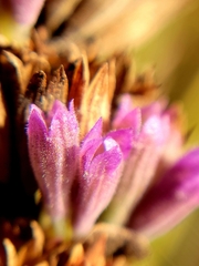 Agastache foeniculum