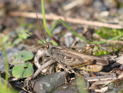 Chorthippus brunneus