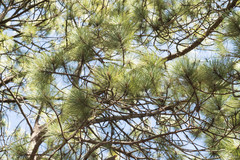 Pinus durangensis