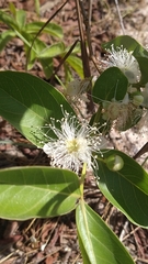 Psidium australe