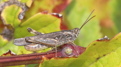Chorthippus brunneus